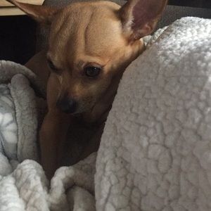 Meet your Posher, Dawn